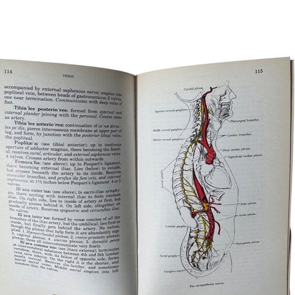 The Concise Grays Anatomy Book by C.H. Leonard AM MD Chartwell Books 1983  Omega - Picture 13 of 16